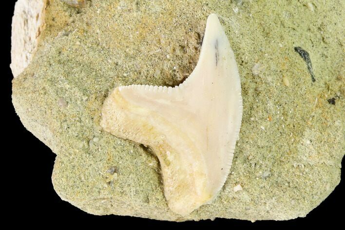 Fossil Shark (Physogaleus) Tooth - Bakersfield, CA #144461